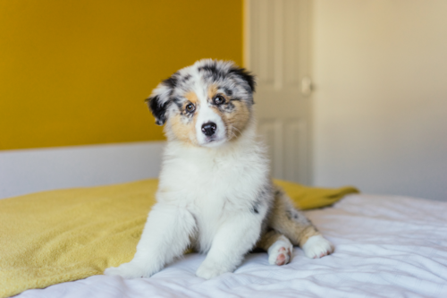 Mini Aussie Puppy For Sale - Seaside Pups